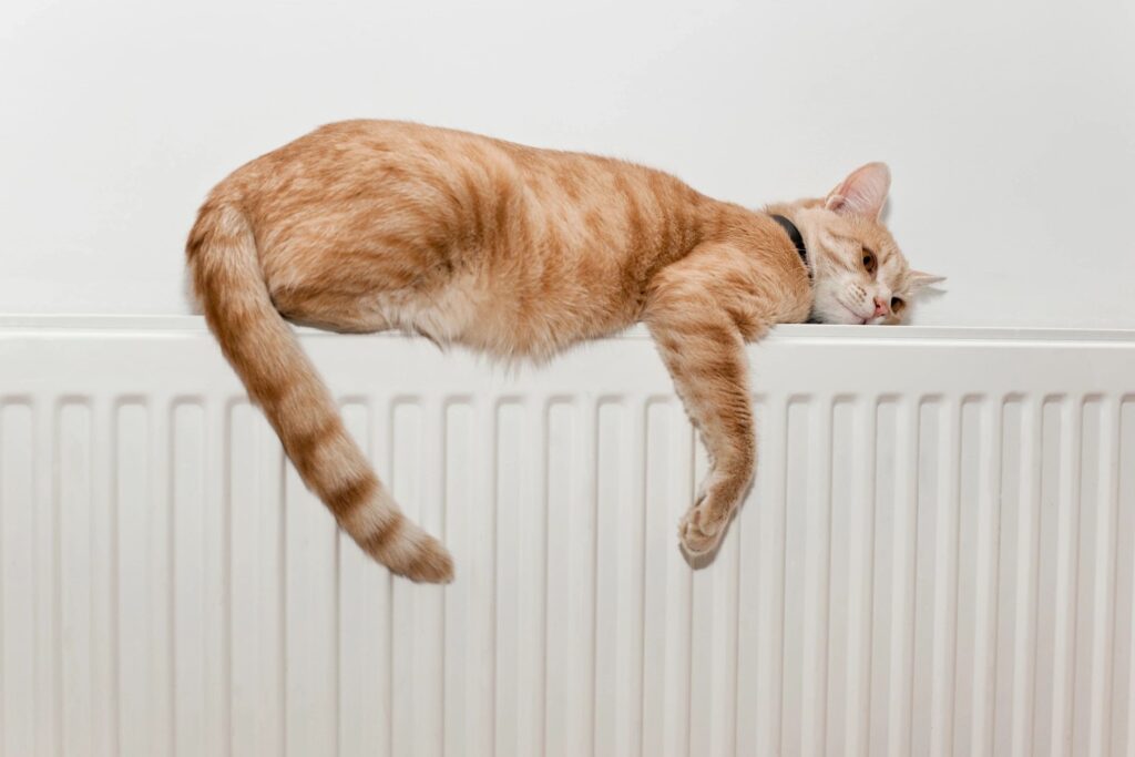 winter fuel payment. Cat on radiator.